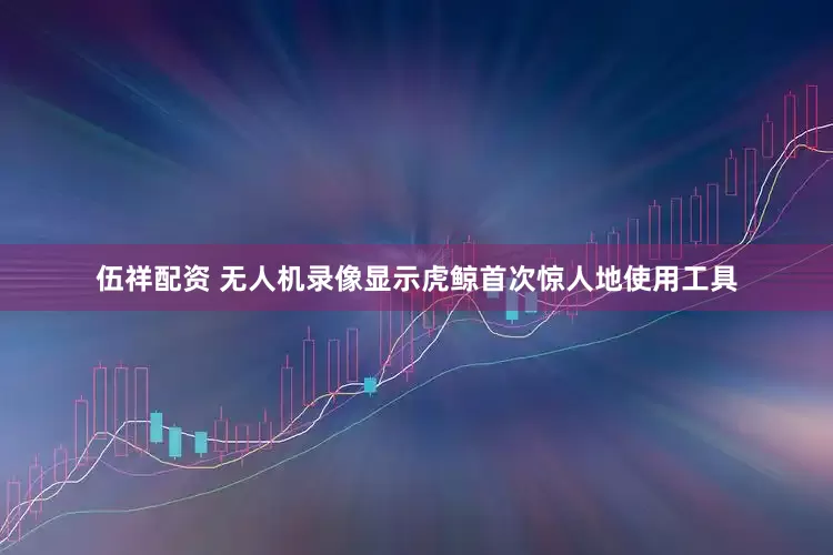 伍祥配资 无人机录像显示虎鲸首次惊人地使用工具